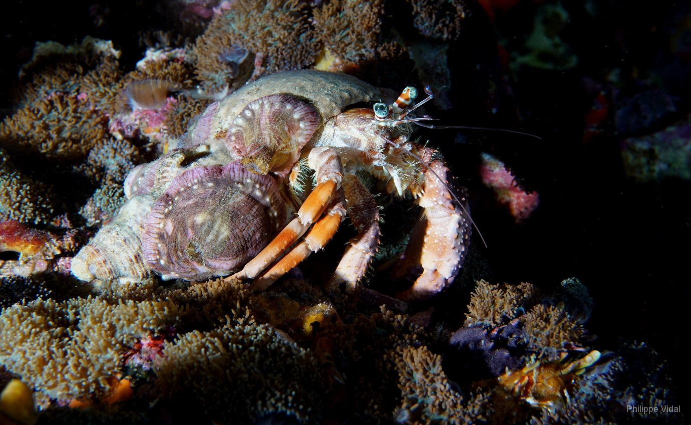 Birmanie - Mergui - 2018 - DSC02923 - Anemone Hermit crab - Bernard l ermite des anemones - Dardanus pedunculatus.JPG